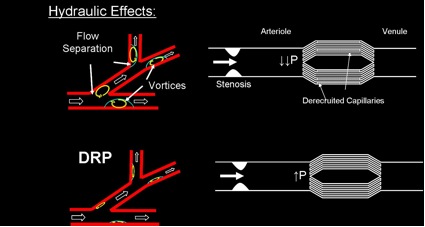 intravital microscopy