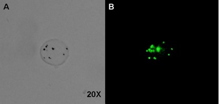 stem cell